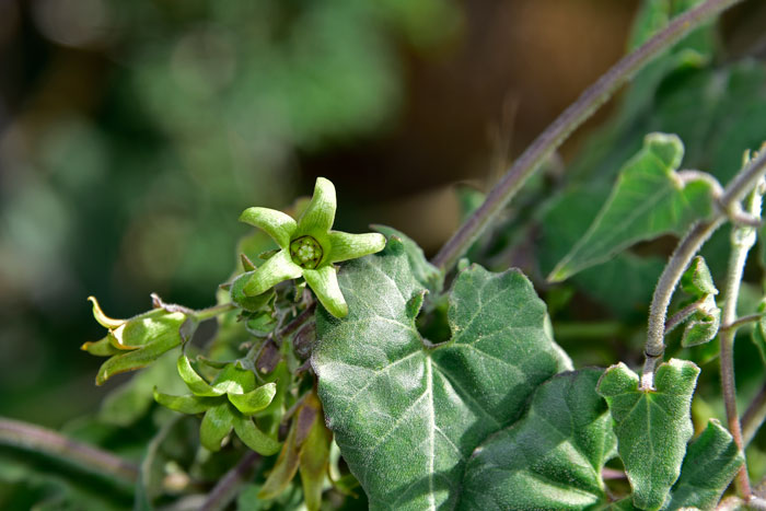 Texas Milkvine has small greenish-yellow flowers usually displayed in umbels and seldom solitary. Matelea producta